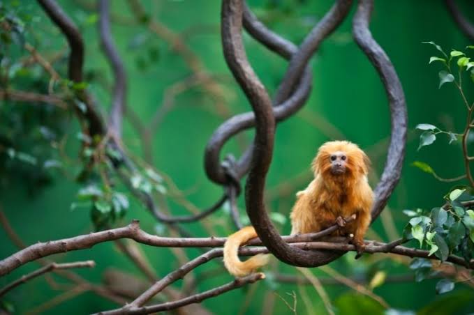 Animal silvestre IBAMA