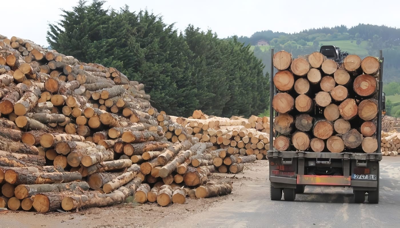 Toras de madeira em pátio industrial