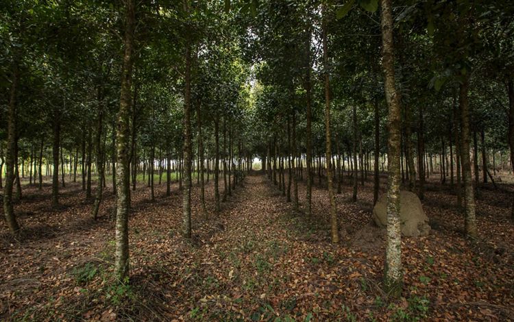 Recuperação ambiental e plantio de árvores